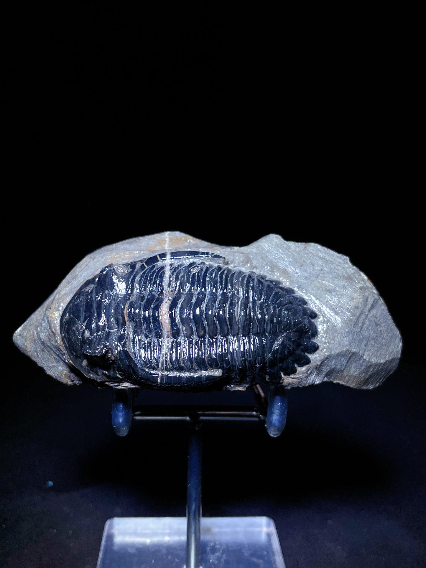 Trilobites specimen Morocco