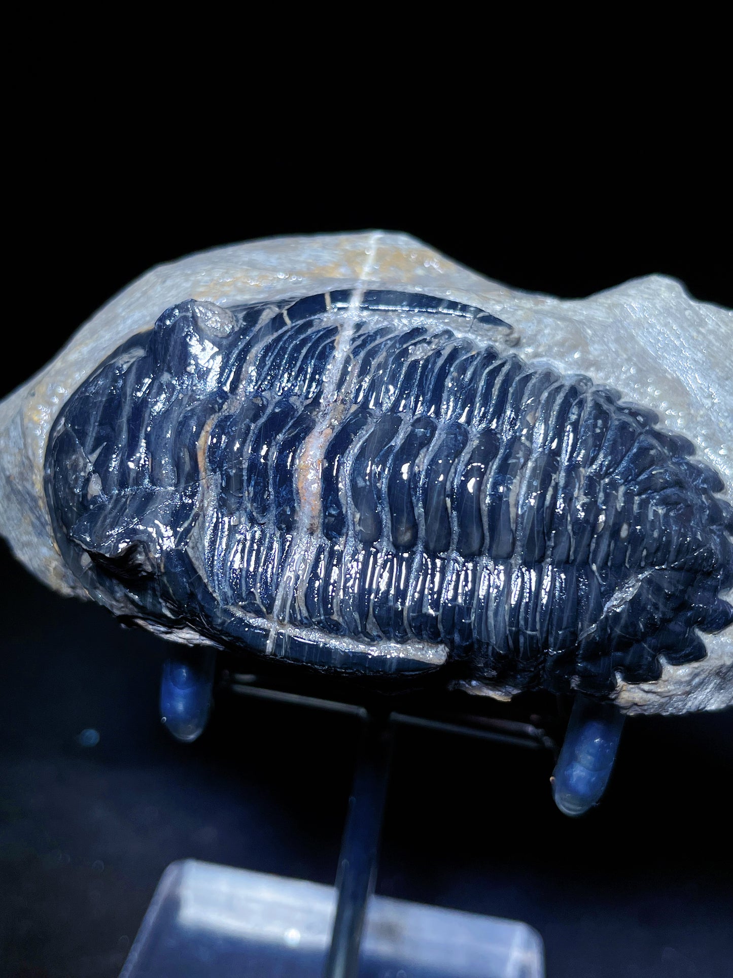 Trilobites specimen Morocco