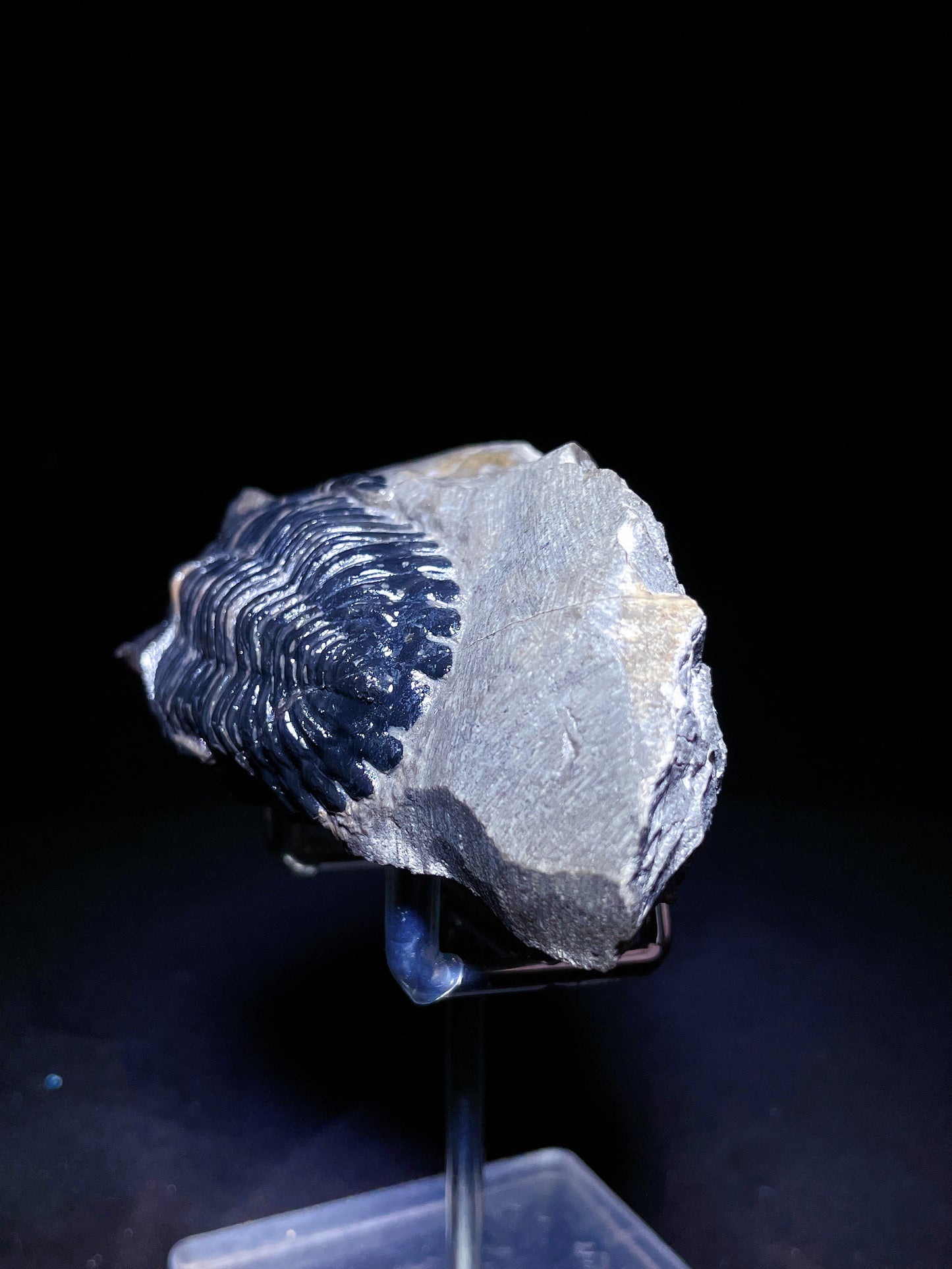 Trilobites specimen Morocco