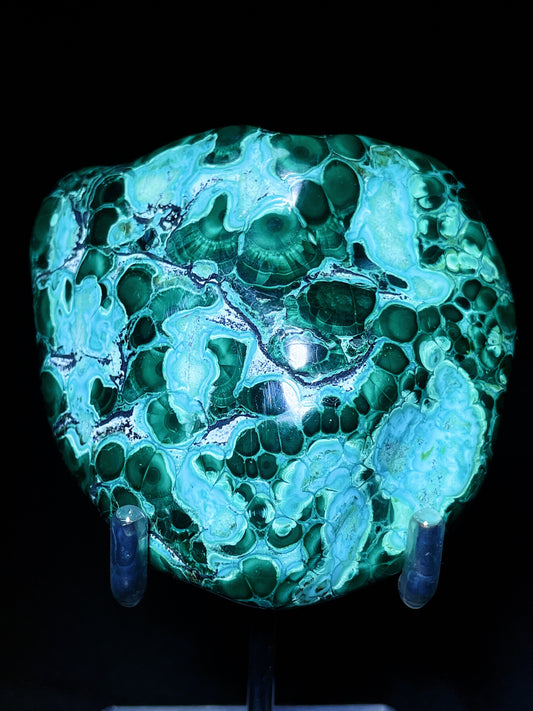 malachite palm Congo