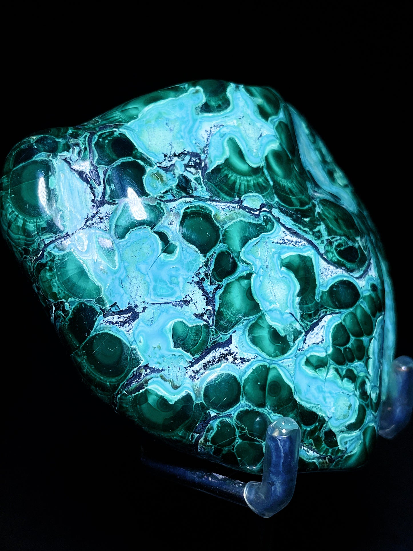 malachite palm Congo