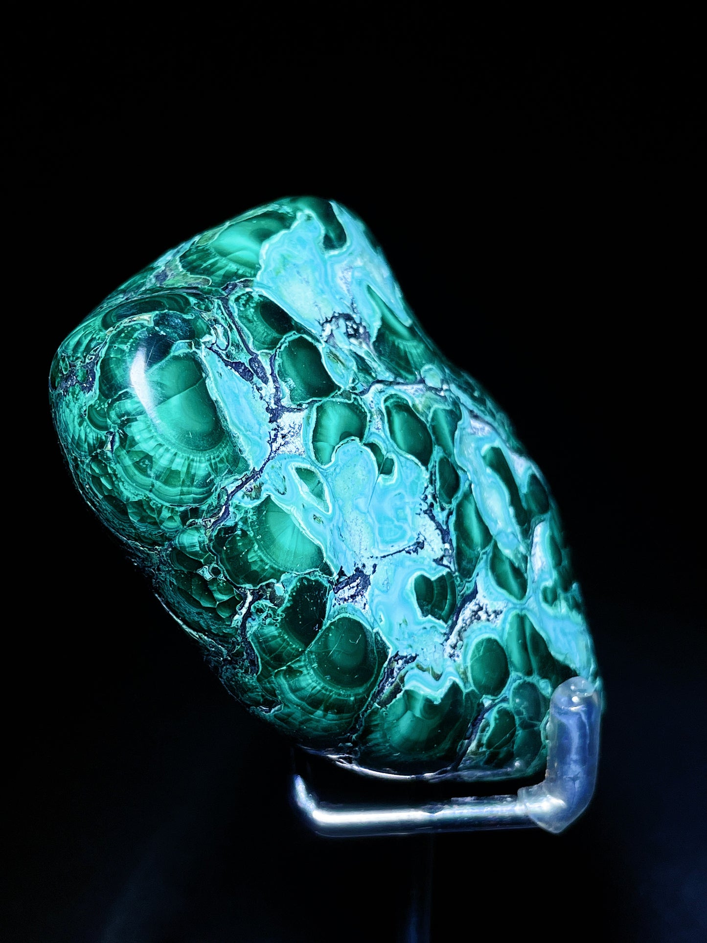 malachite palm Congo