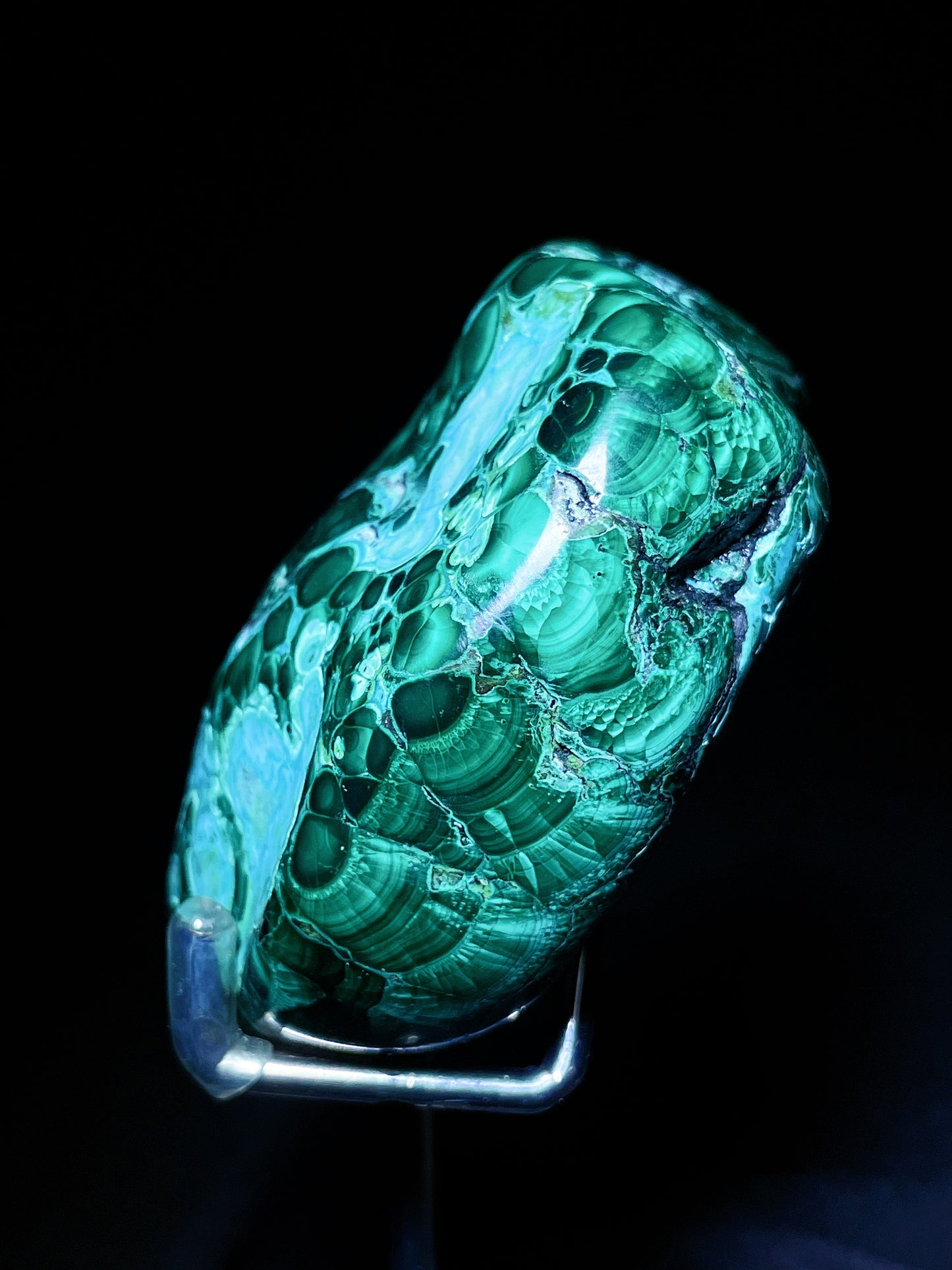malachite palm Congo