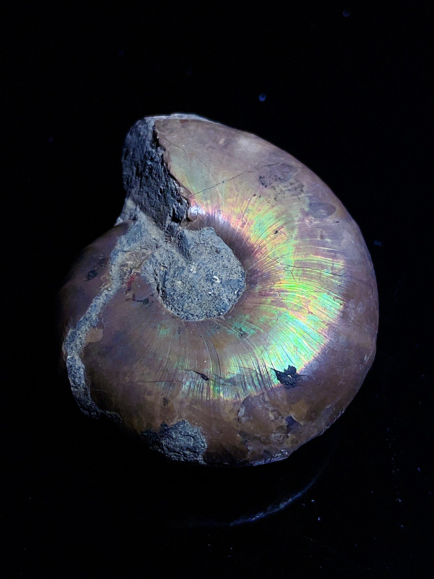 Ammonite from Madagascar