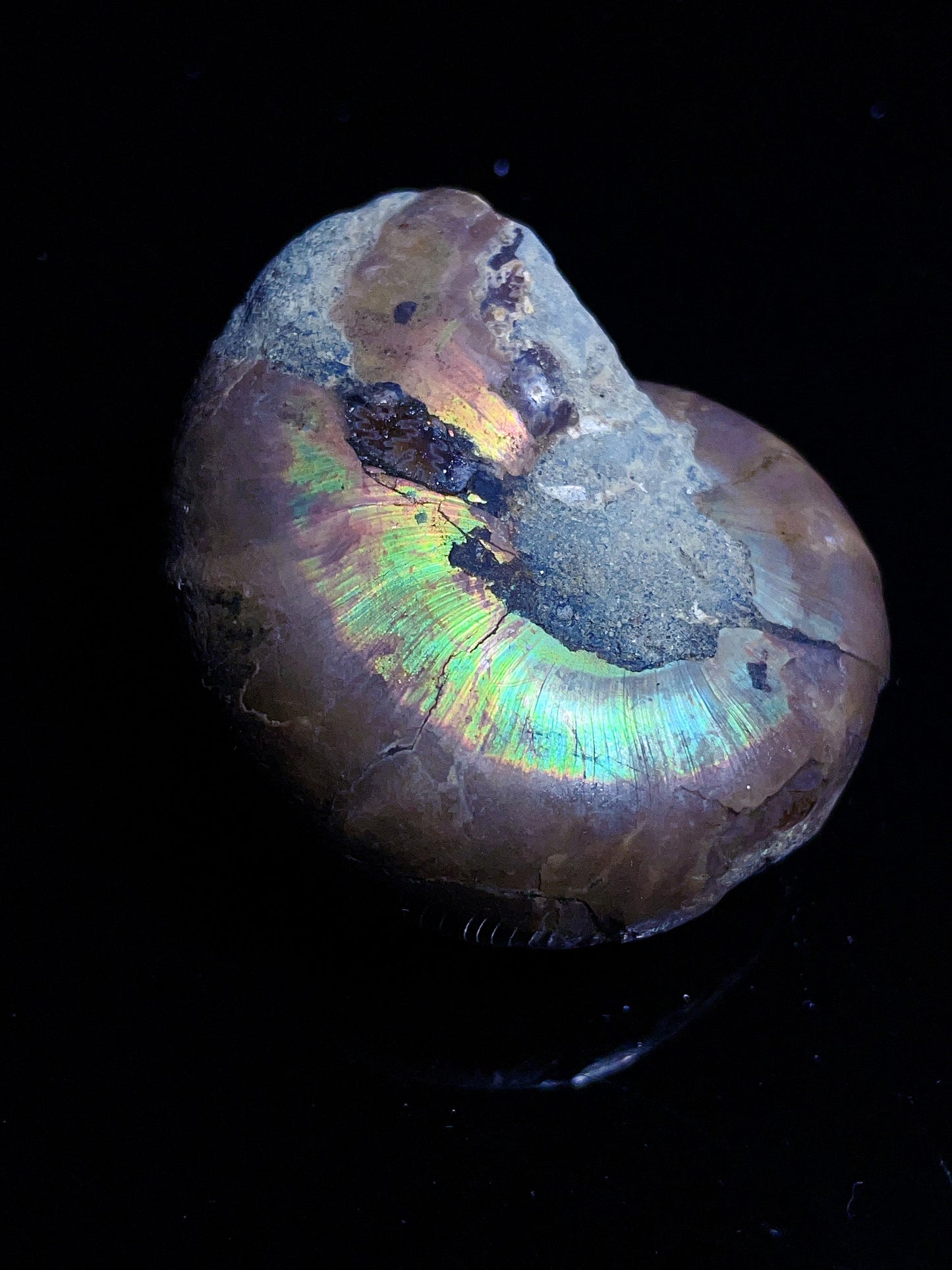 Ammonite from Madagascar