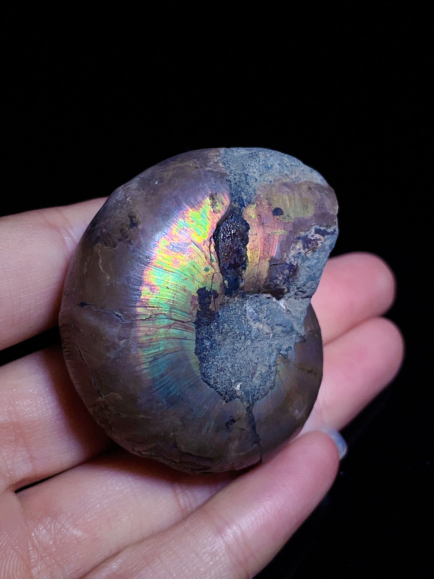 Ammonite from Madagascar