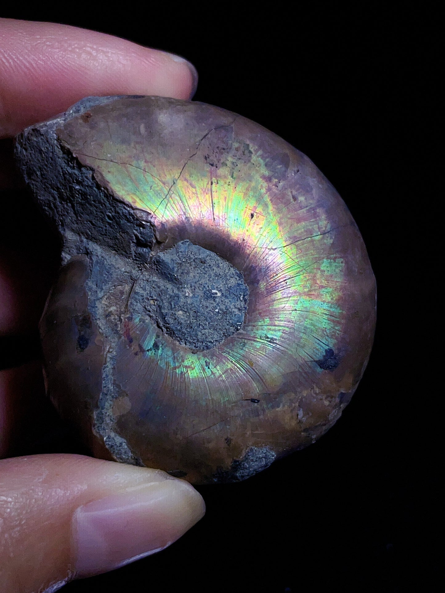 Ammonite from Madagascar
