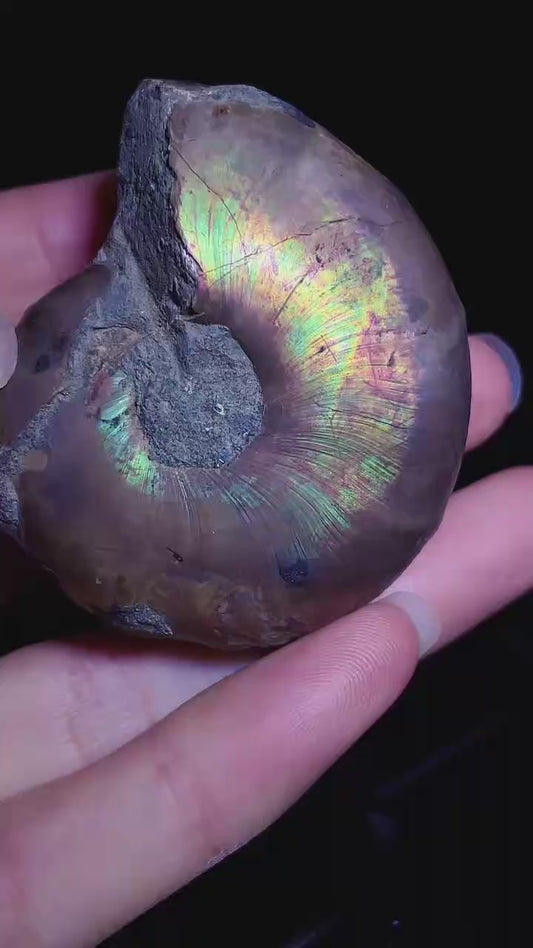 Ammonite from Madagascar